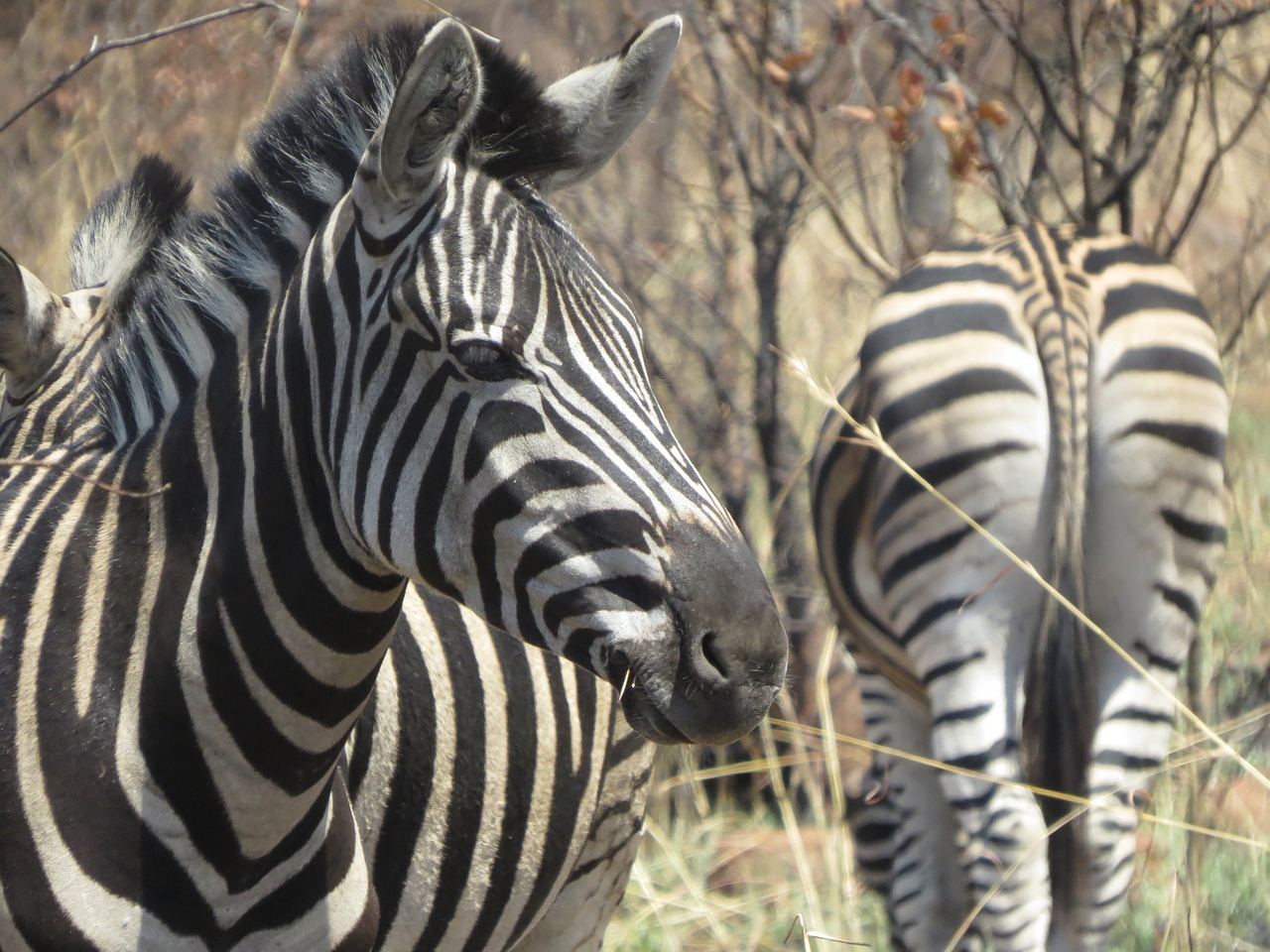 animal africa zebra free photo