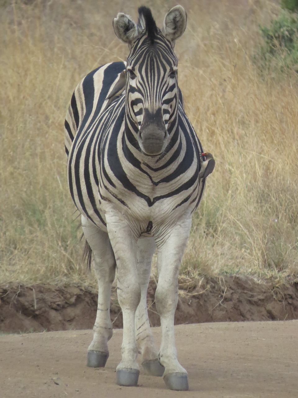 animal young zebra african savannah free photo