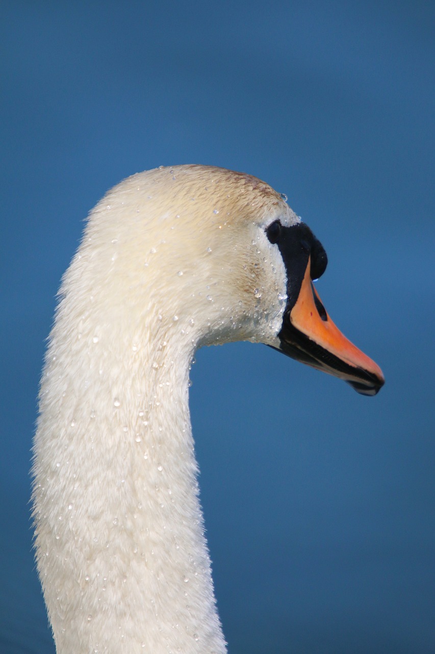 animal water bird swan free photo