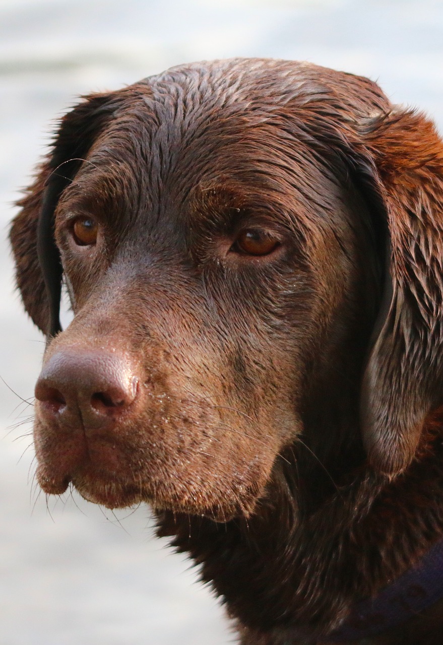 animal dog dog head free photo