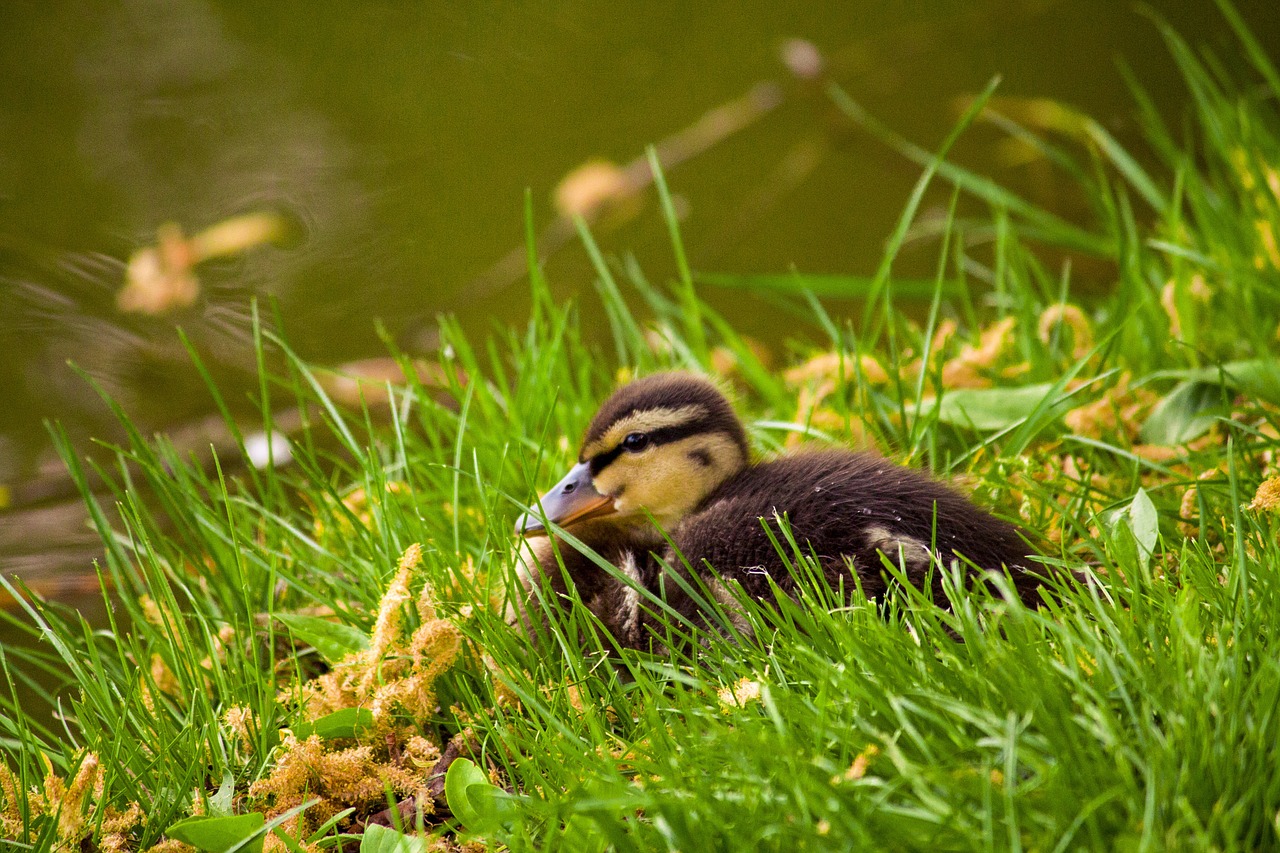 animal teal water bird hunting free photo