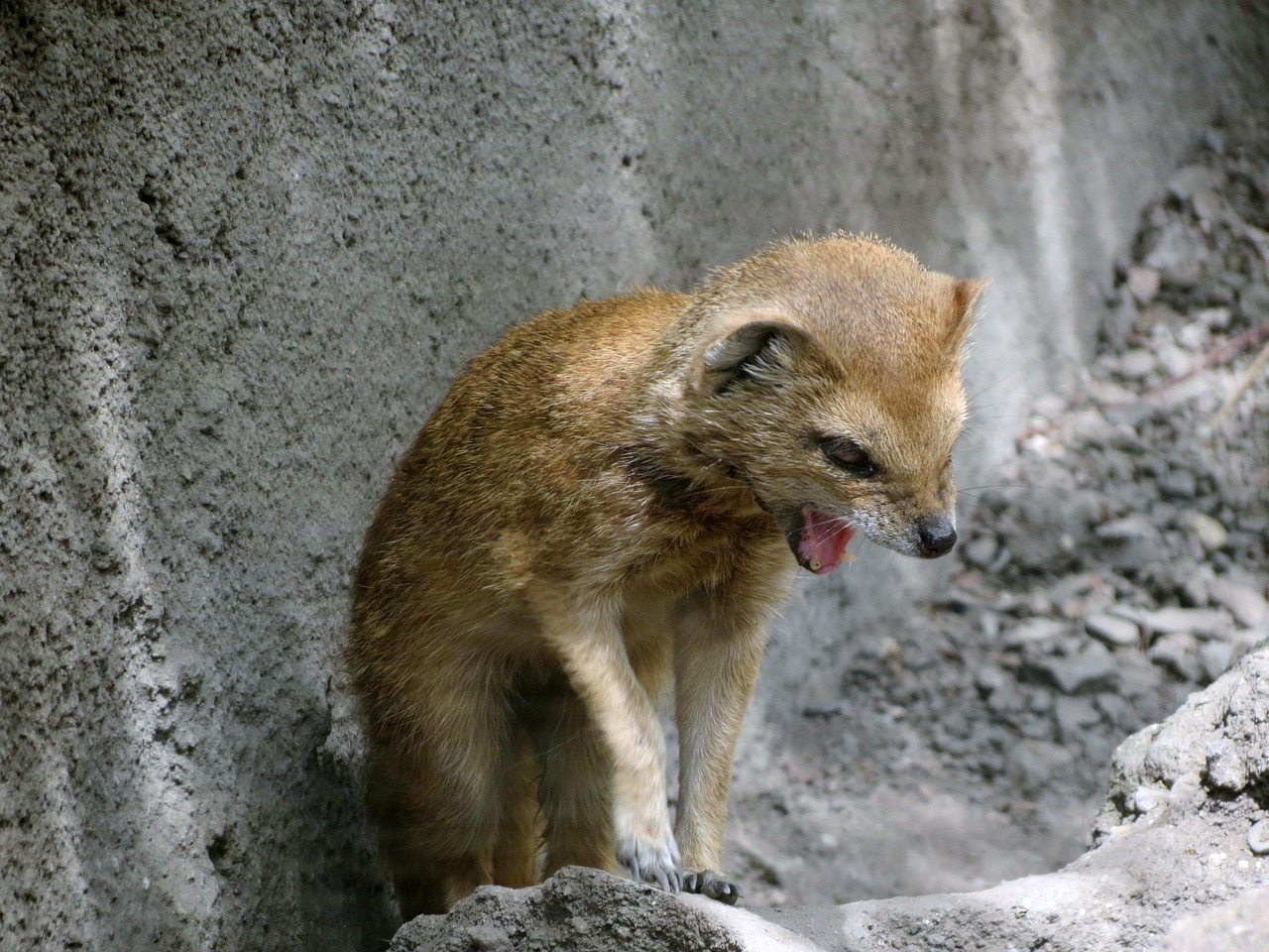 animal mammal yawning free photo