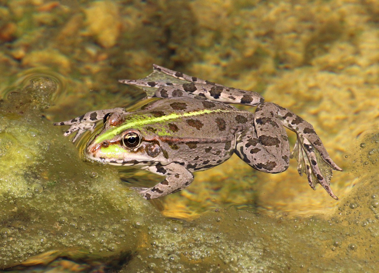 animal frog surface free photo