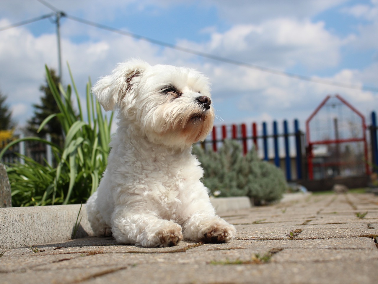 animal dog maltese free photo