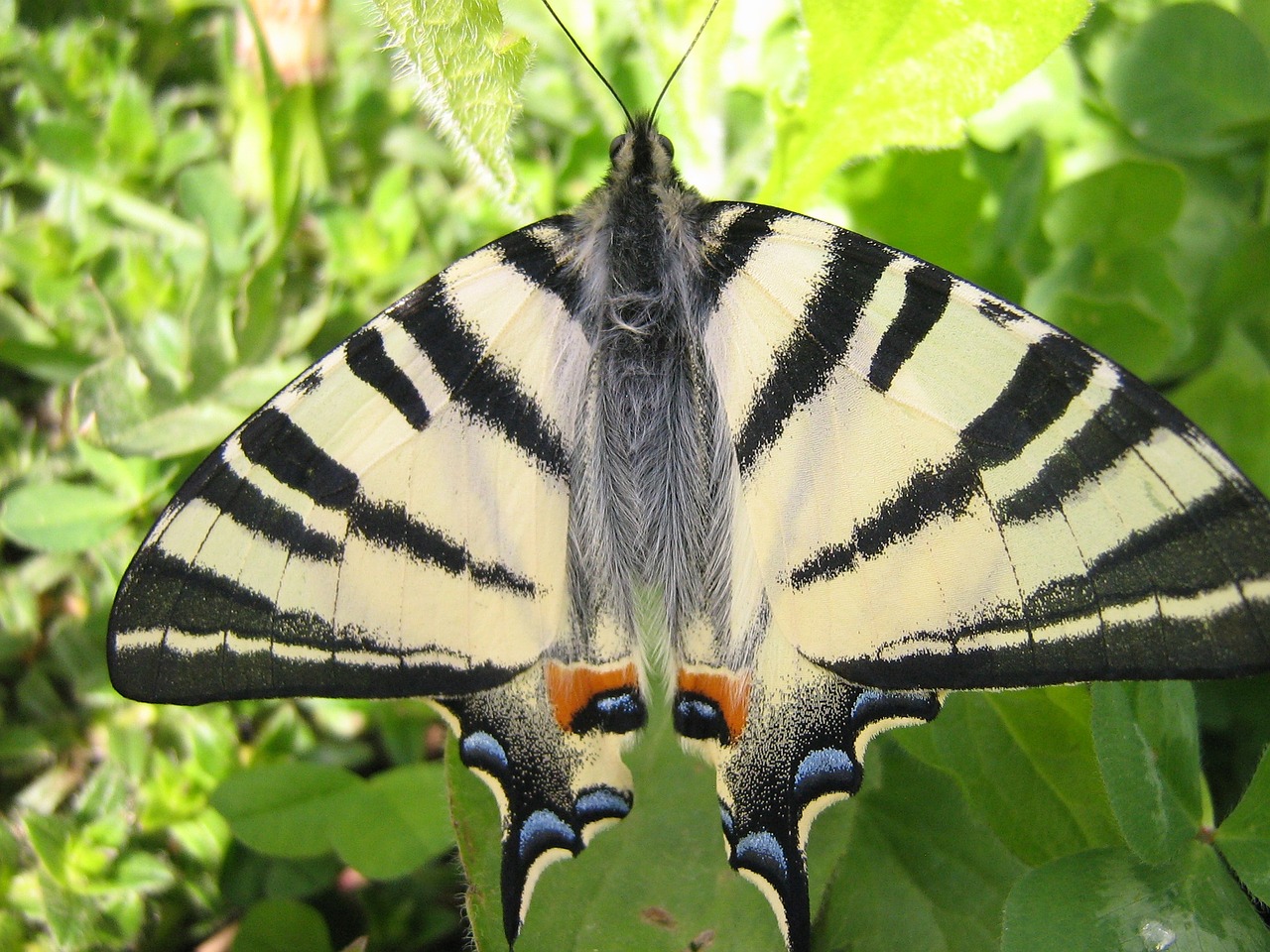 animal butterfly flying insects free photo