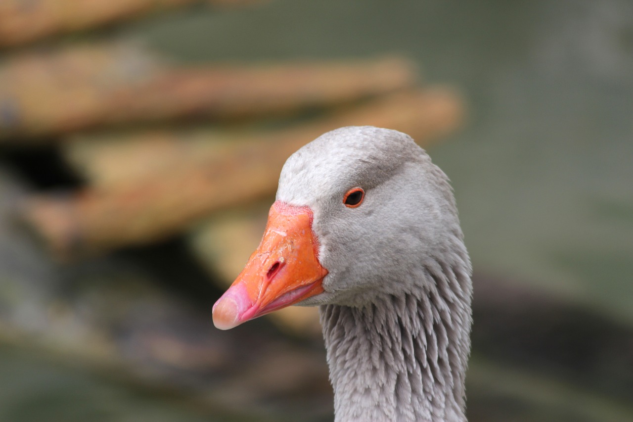 animal goose domestic goose free photo