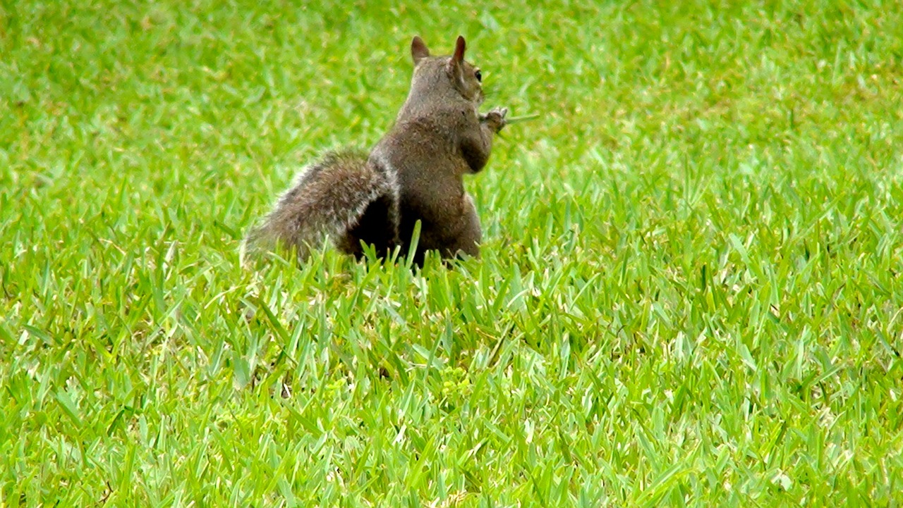 animal squirrel attitude free photo