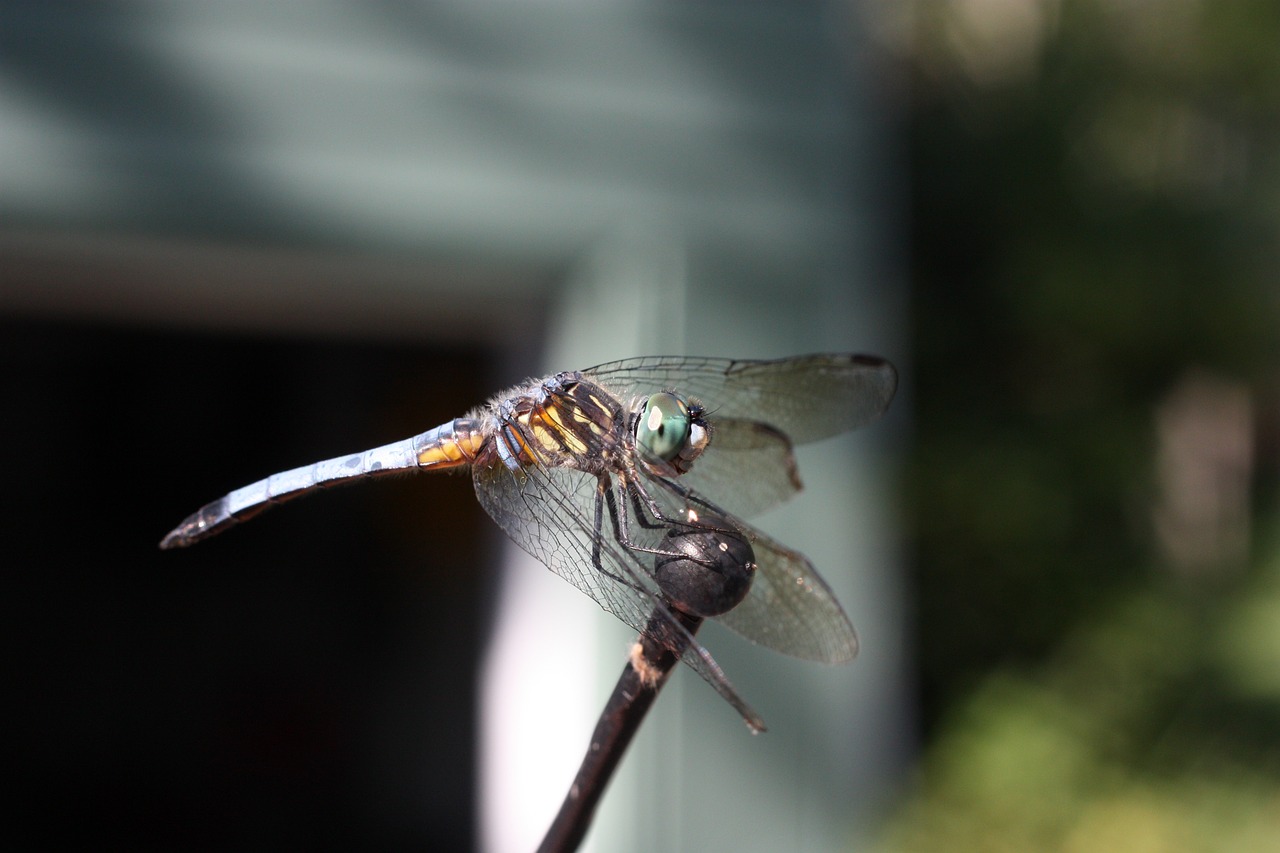 animal dragonfly insect free photo