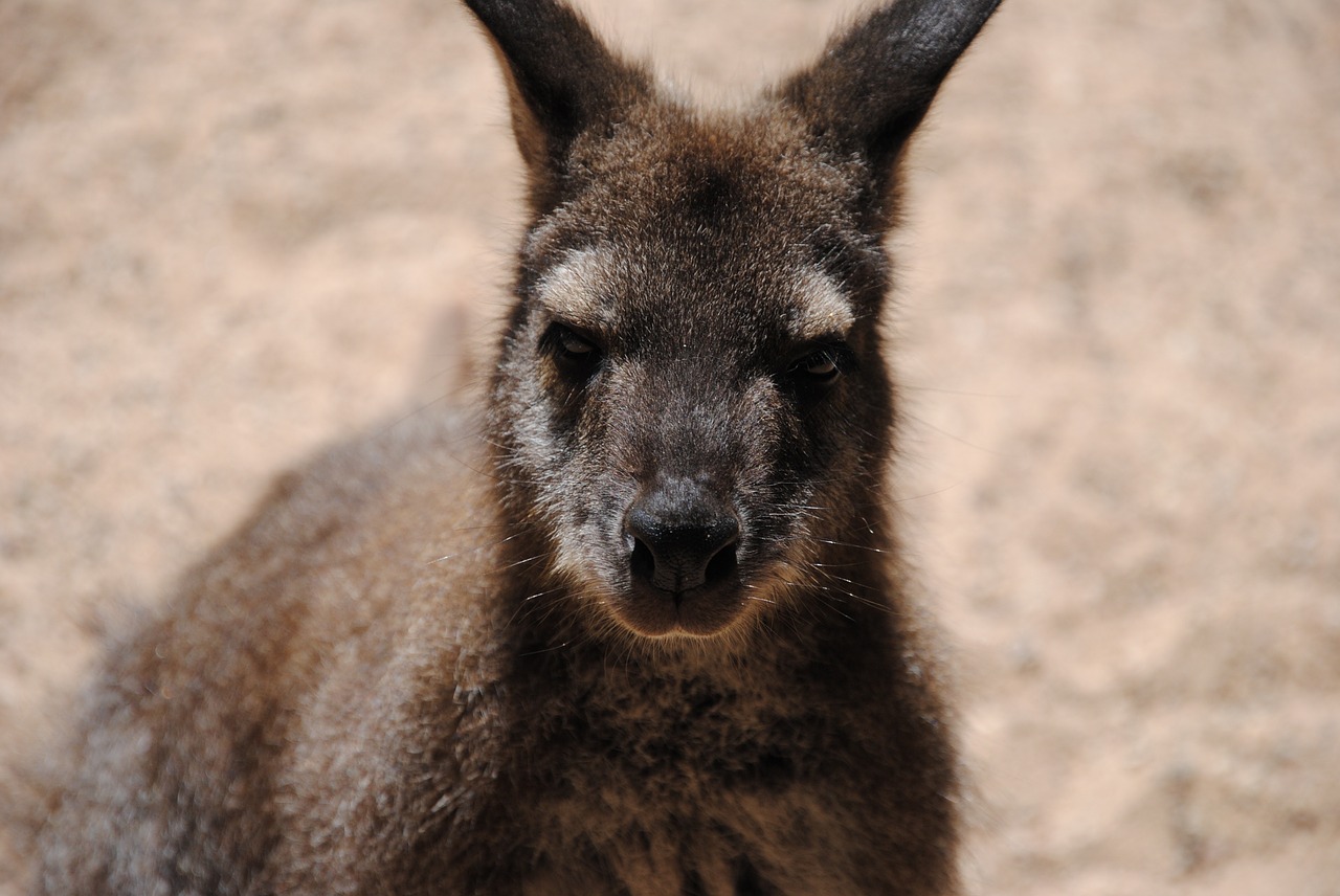 animal kangaroo desert free photo
