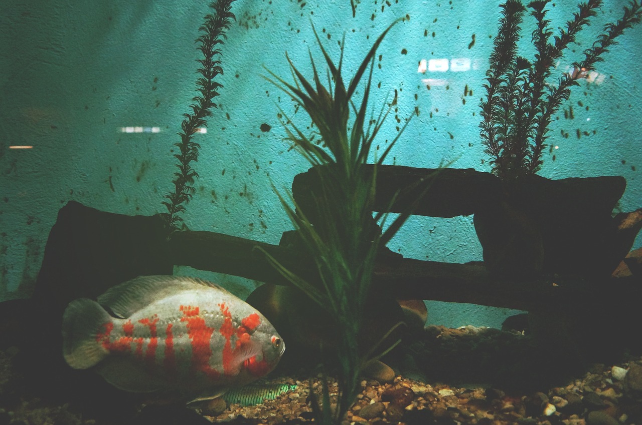 animal fish aquarium free photo