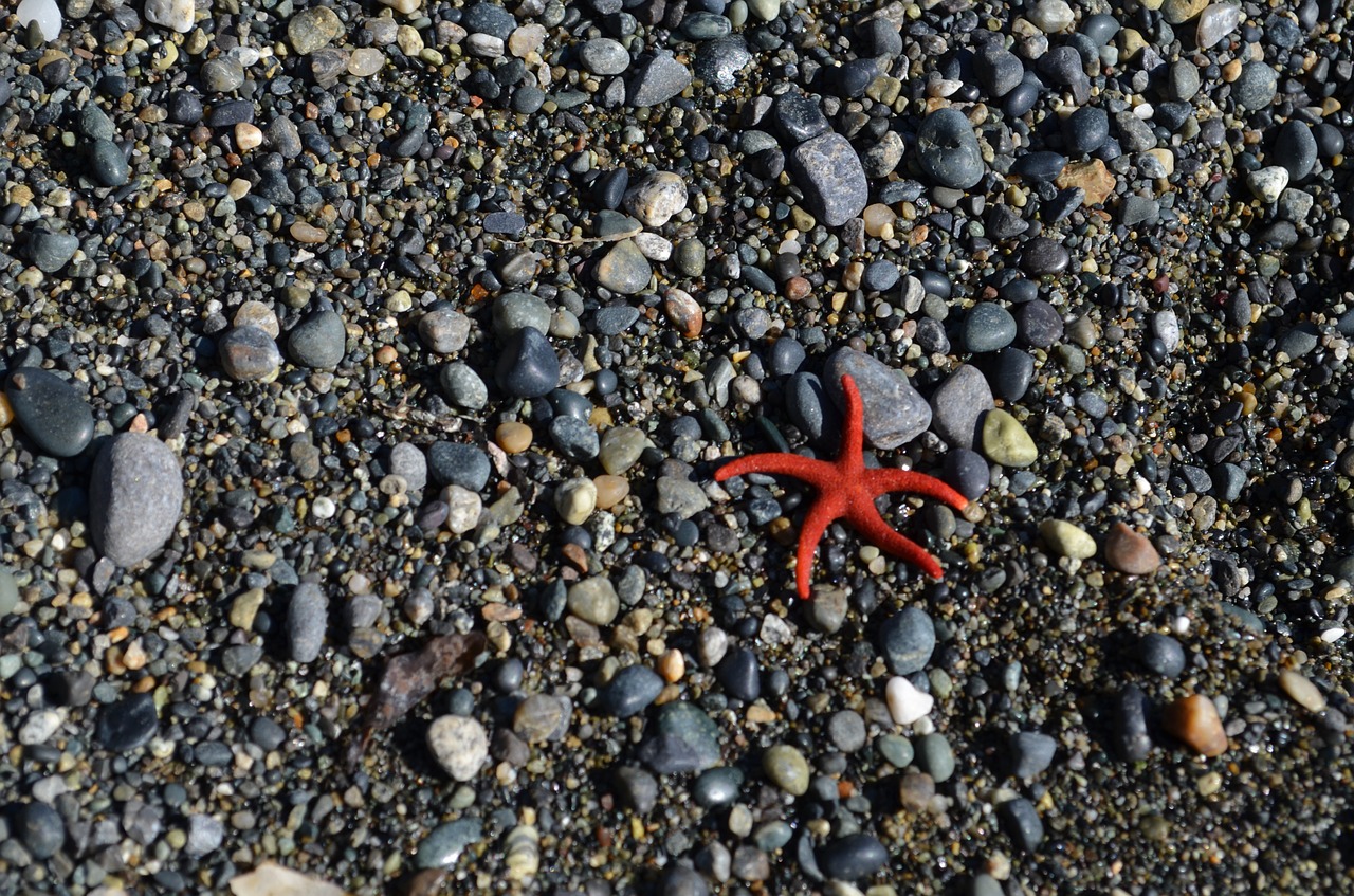 animal nature starfish free photo