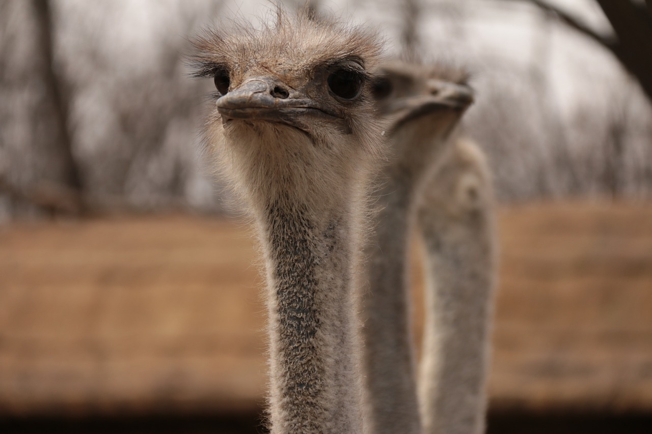 animal the ostrich there is love free photo