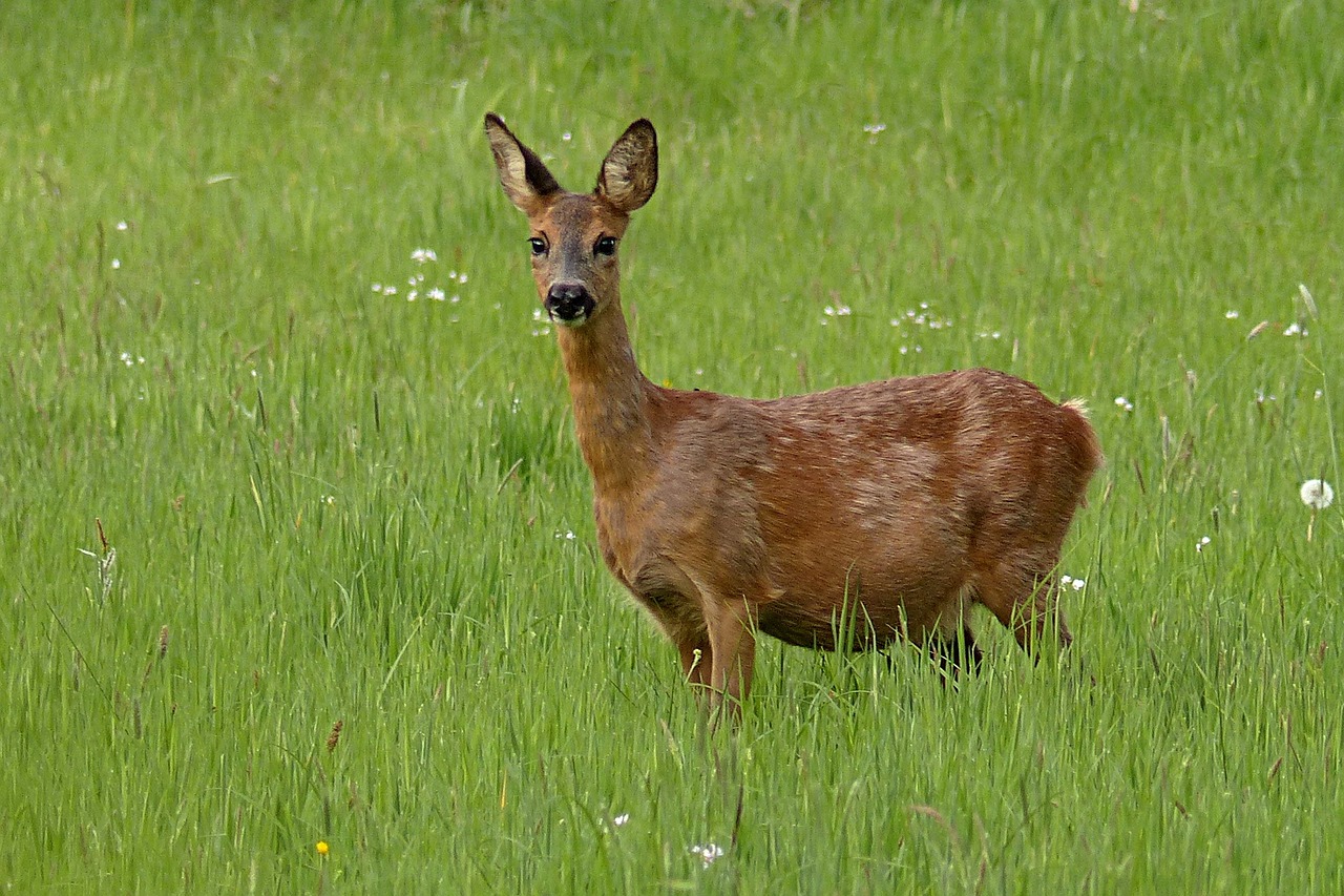 animal roe deer foraging free photo