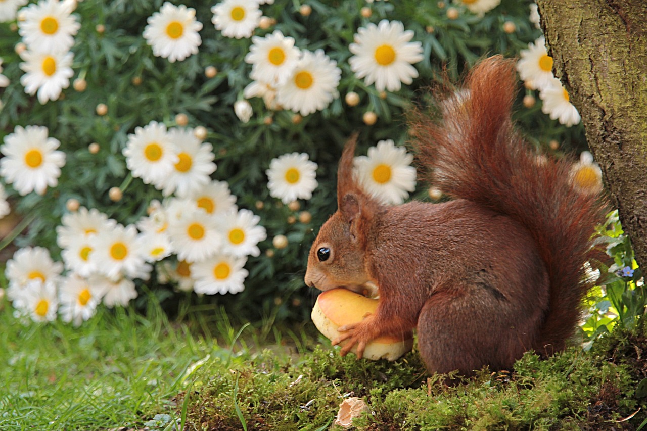 animal squirrel spring free photo