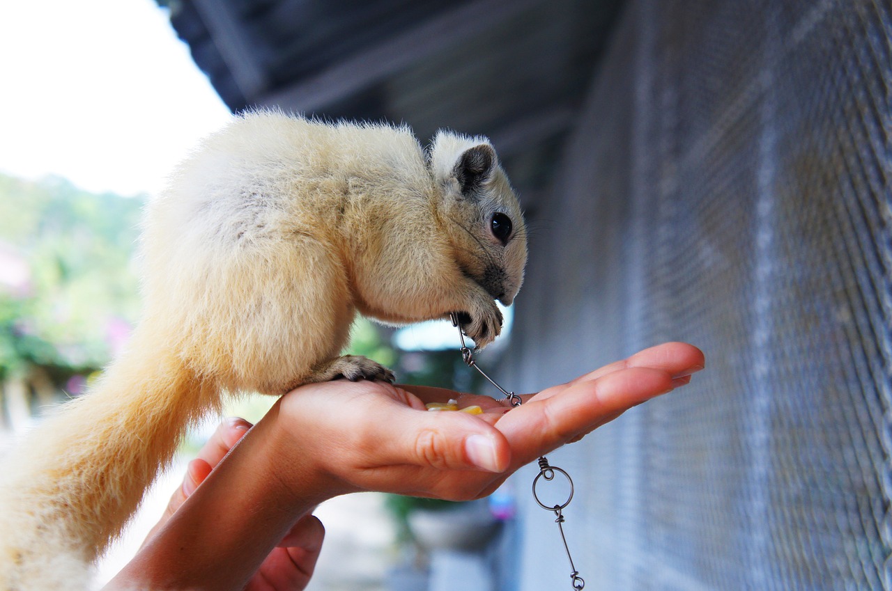 animal pet zoo free photo