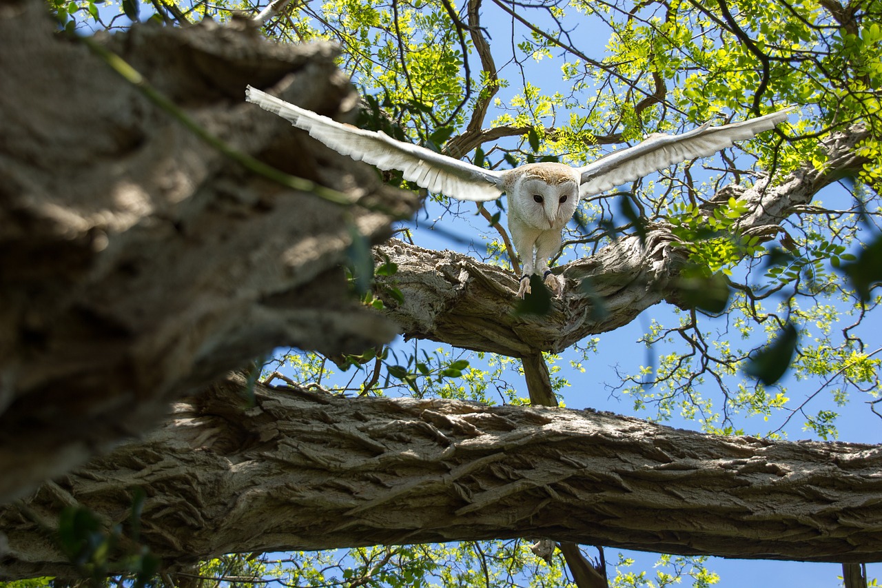 animal landscape owl free photo