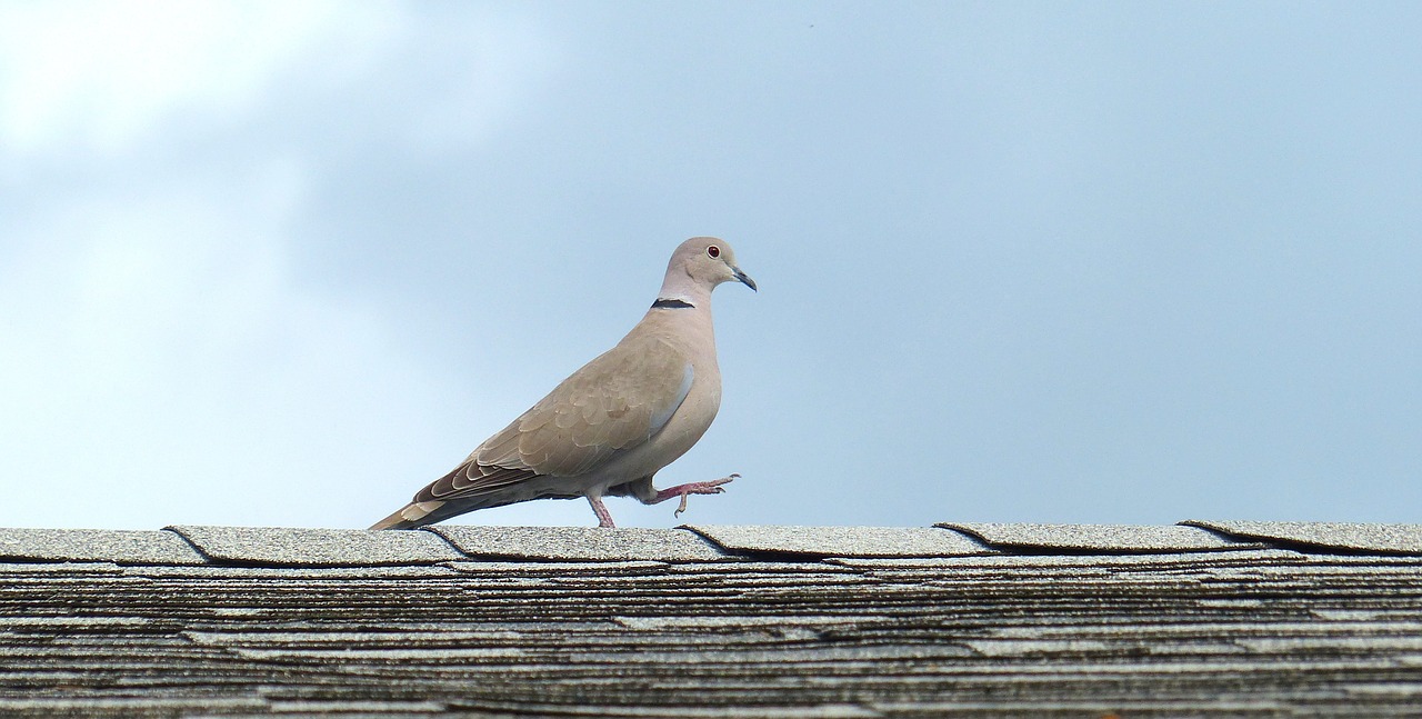 animal bird feathers free photo