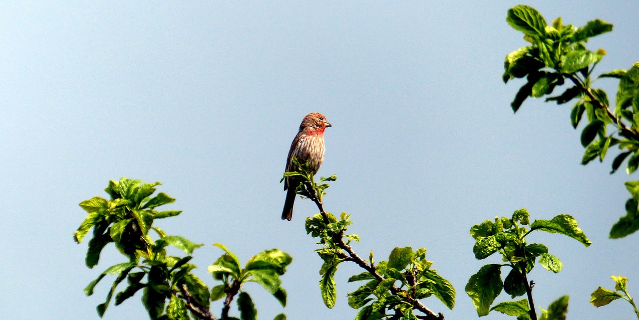 animal bird redhead free photo