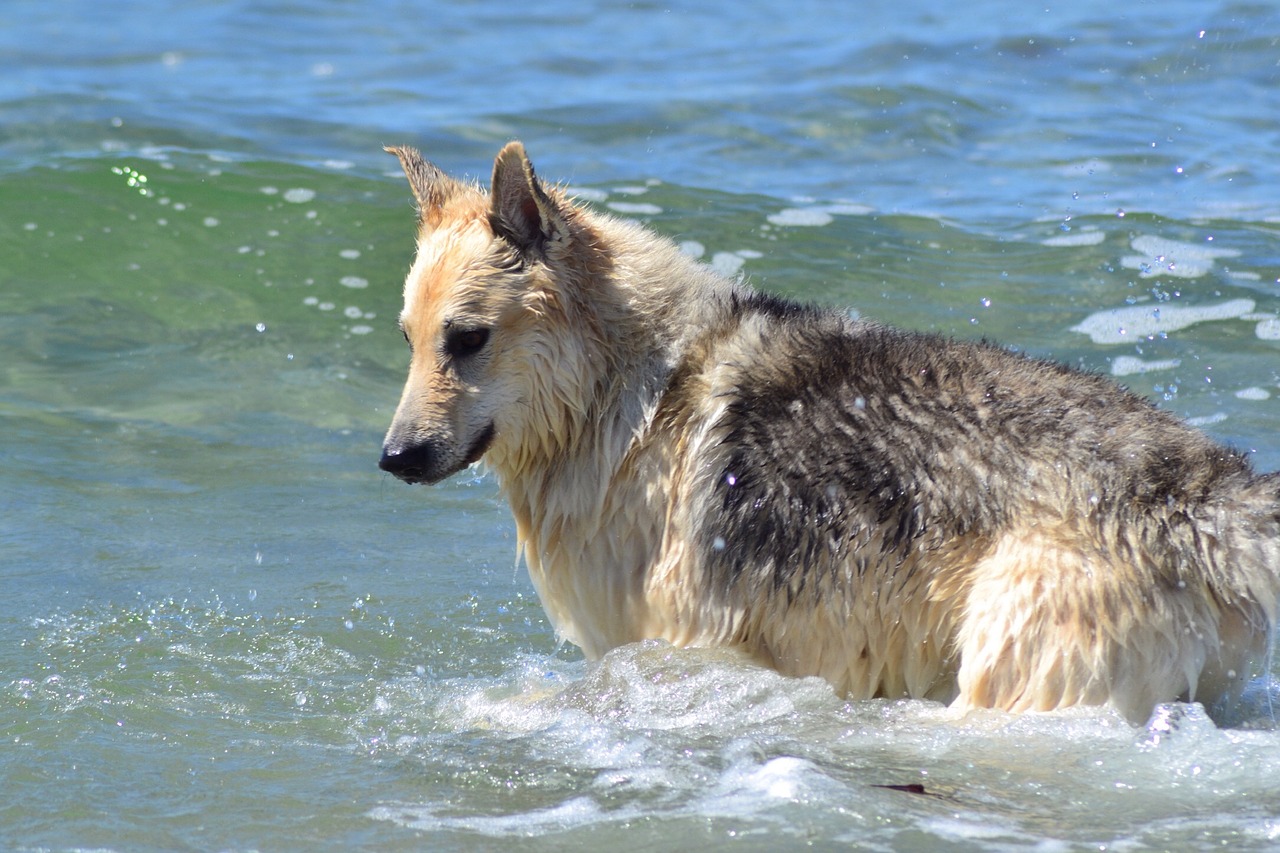 animal dog hybrid free photo