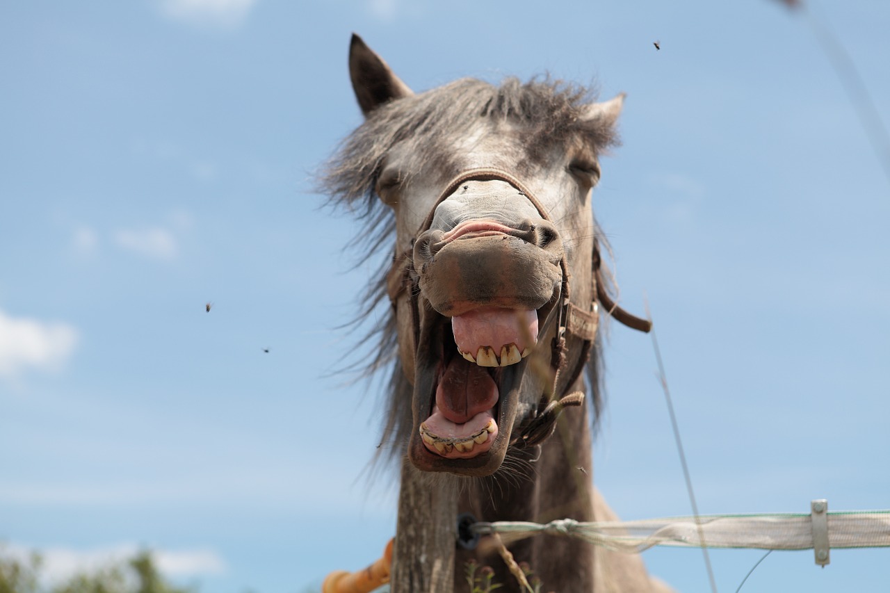 animal horse horse head free photo