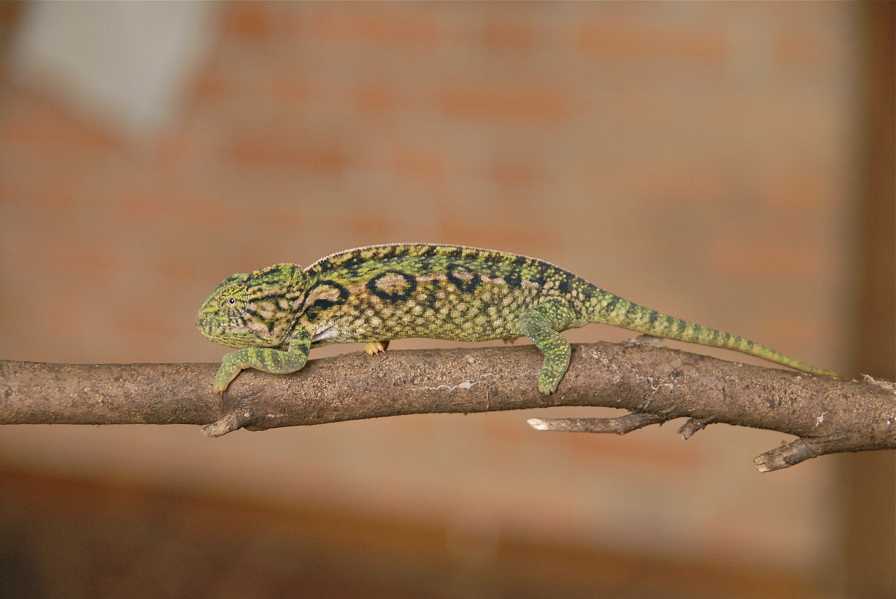 animal chameleon green free photo