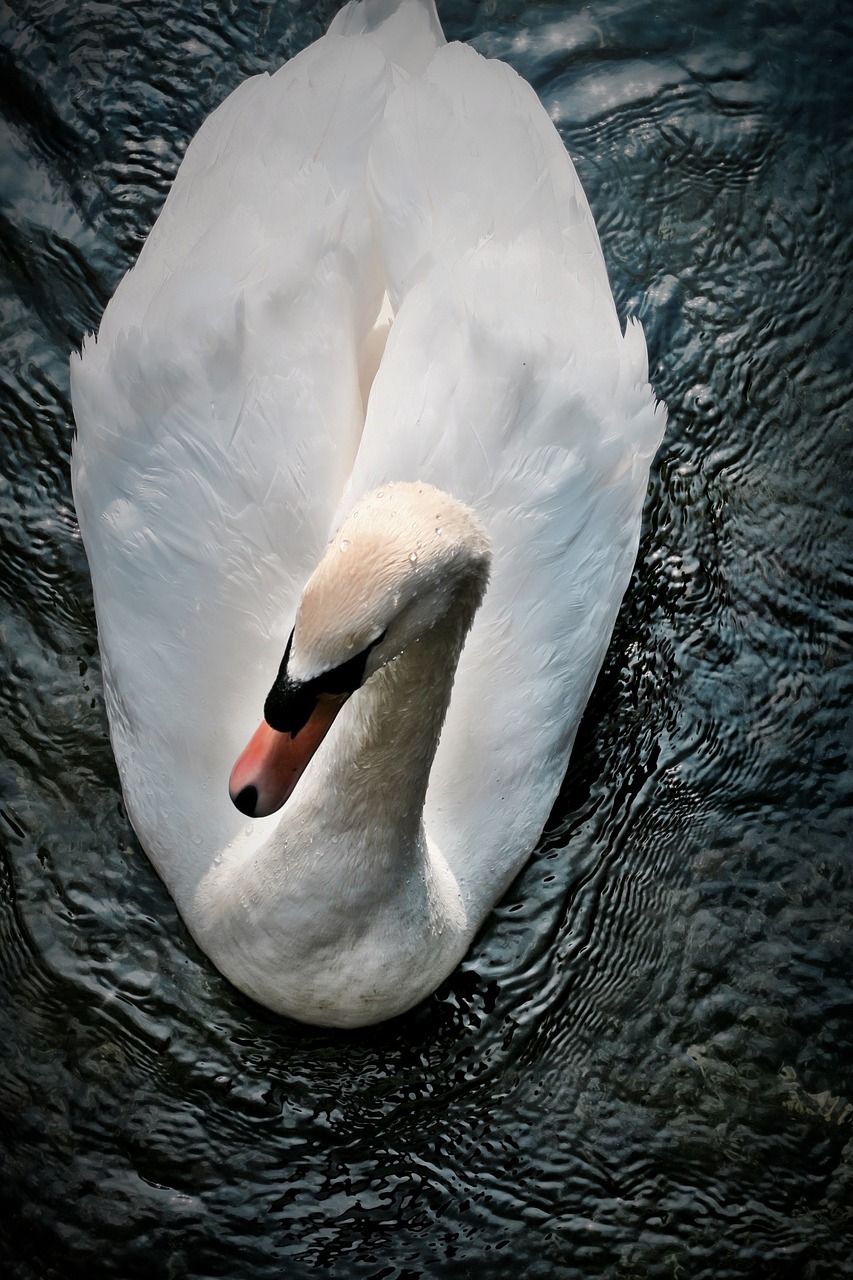 animal swan lake free photo