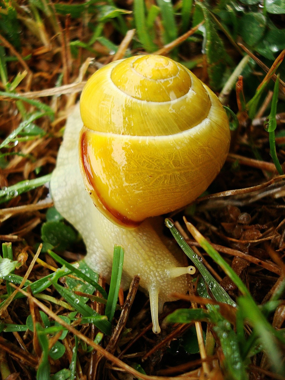 animal snail yellow free photo