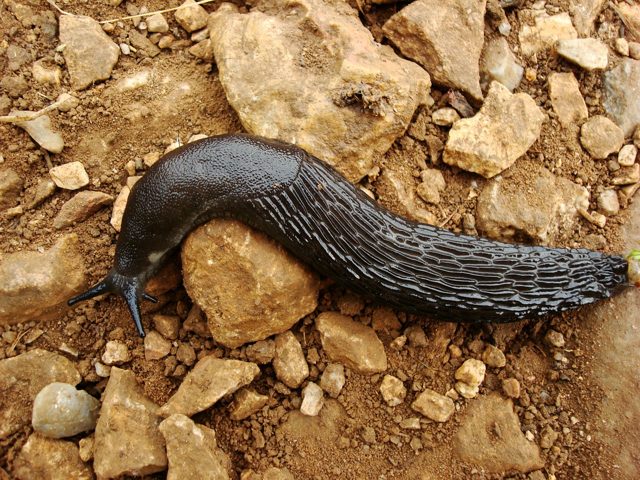 animal slug black free photo