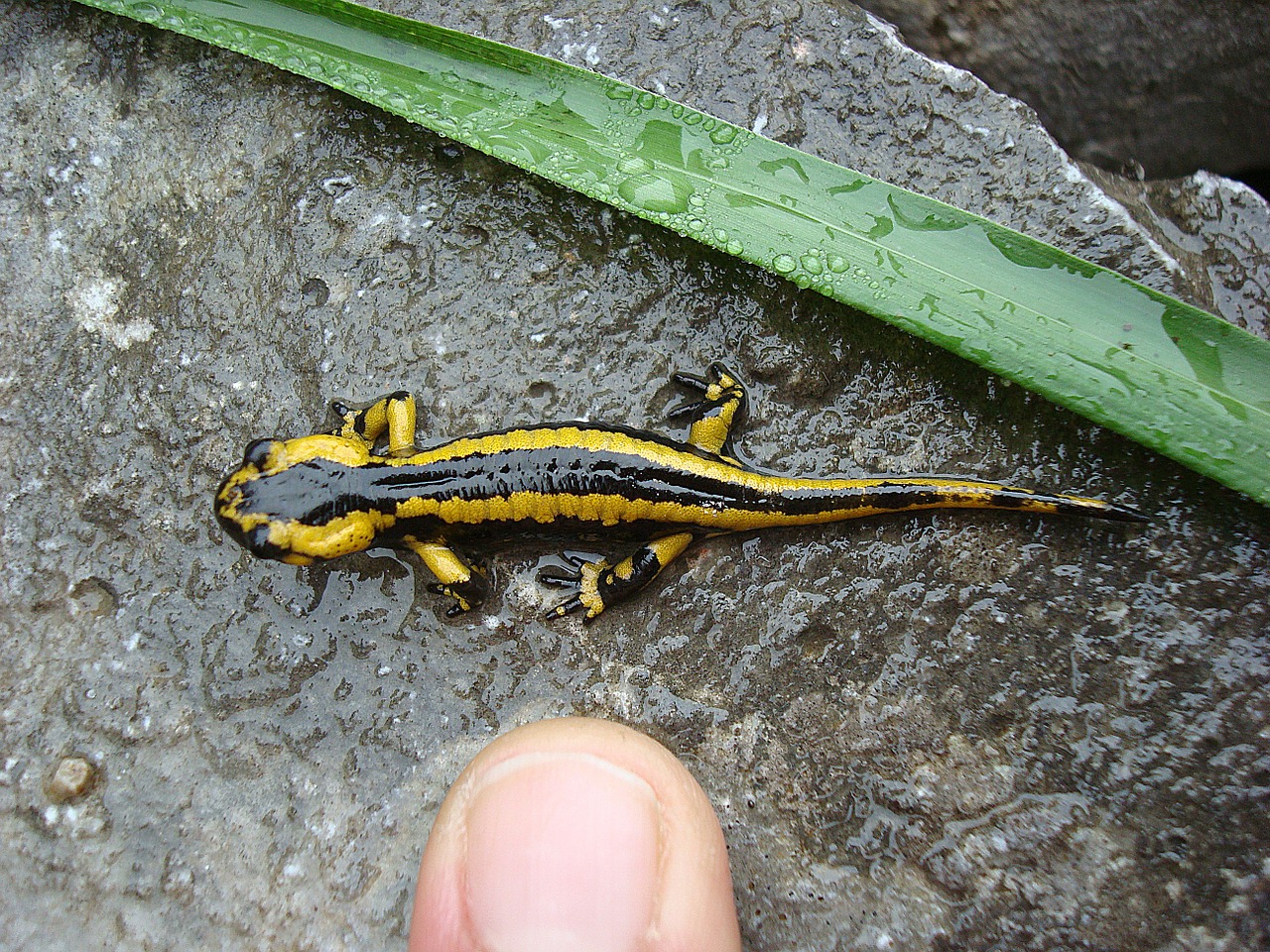 animal salamander dad urriellu peak ascent free photo