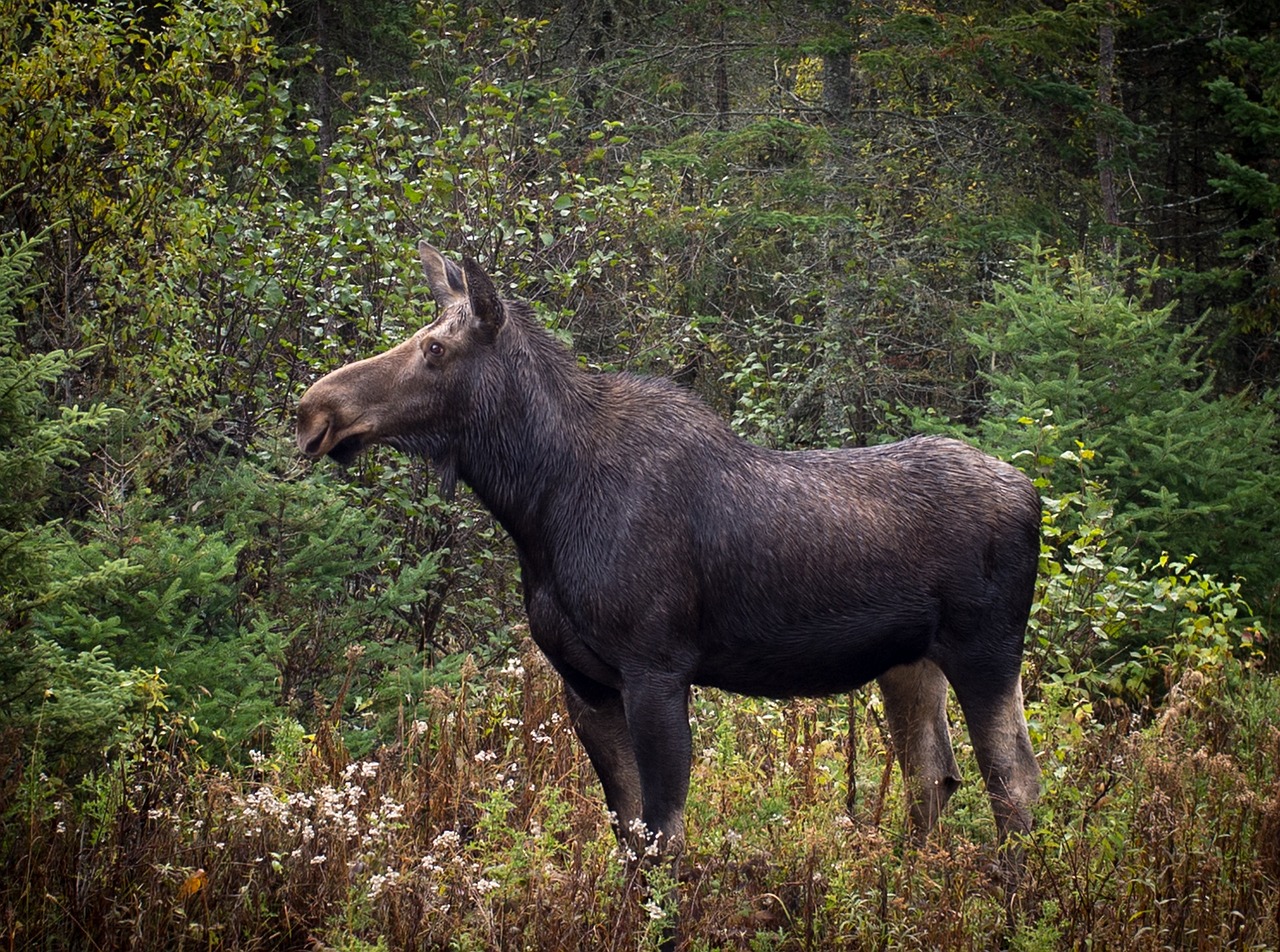 animal moose wild free photo