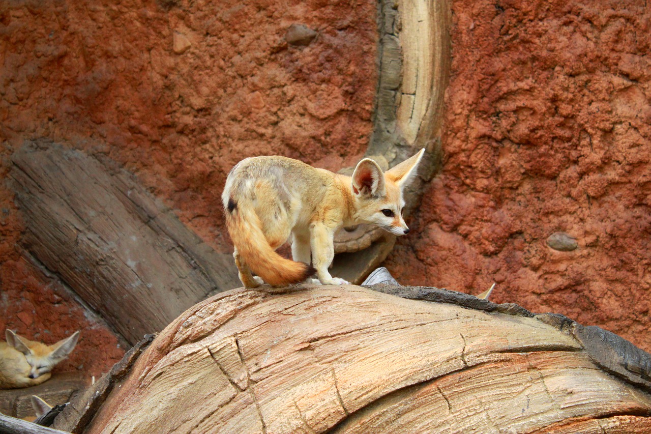 animal desert fox seoul national university park free photo