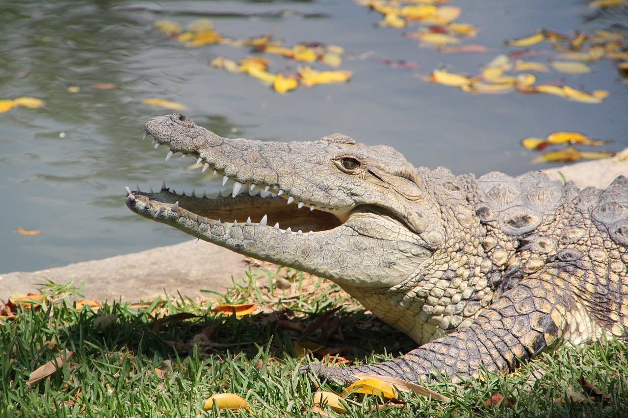 animal crocodile zoo free photo