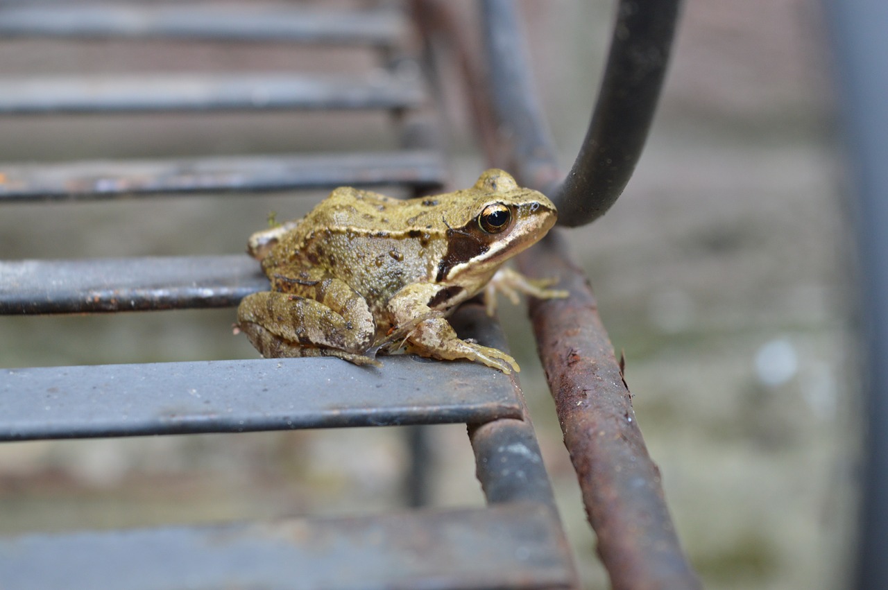 animal frog nature free photo