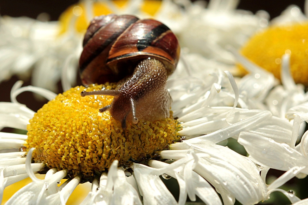 animal snail cochleda free photo