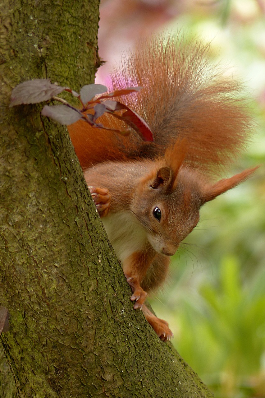 animal squirrel sciurus free photo