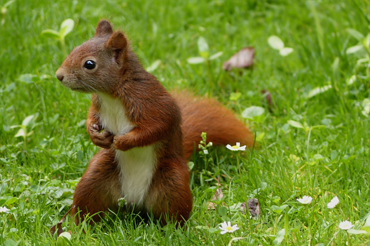 animal squirrel sciurus free photo