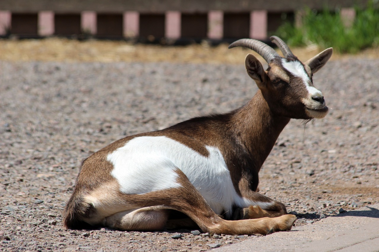 animal goat zoo free photo