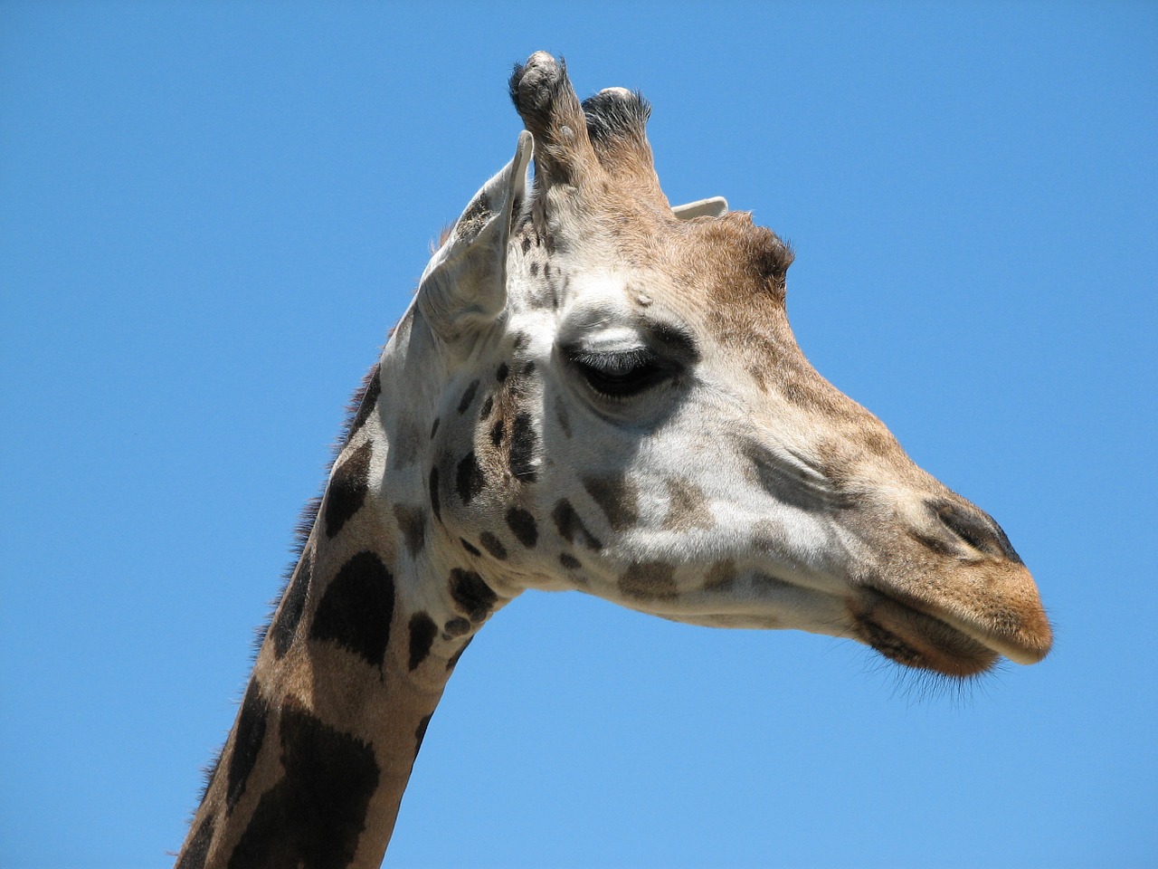 animal giraffe nature free photo