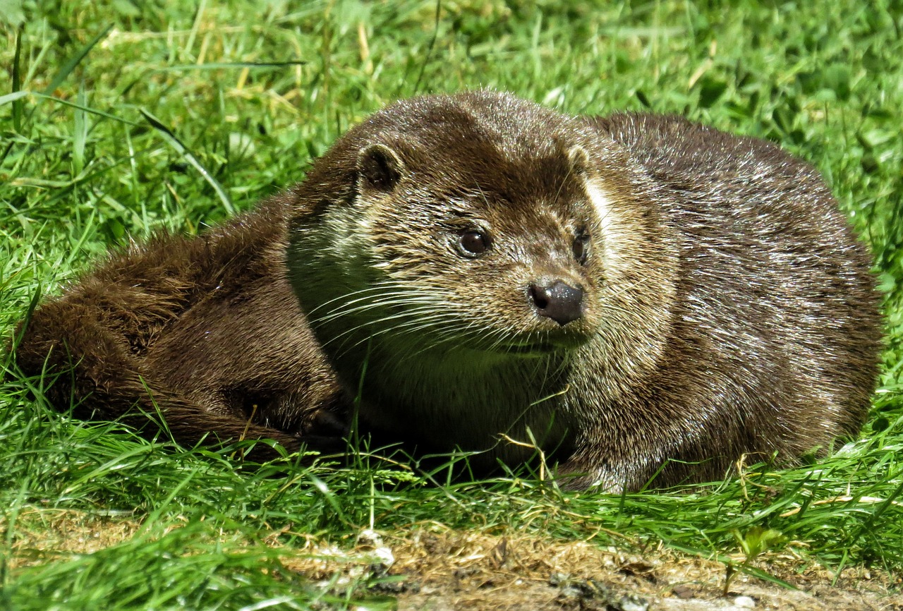 animal otter fur free photo