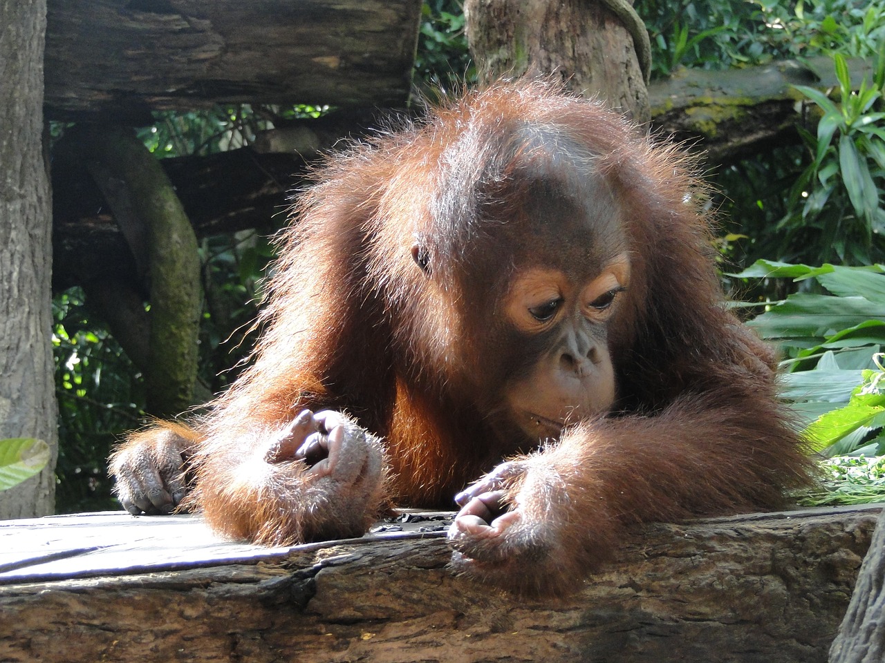 animal baby orangutan free photo
