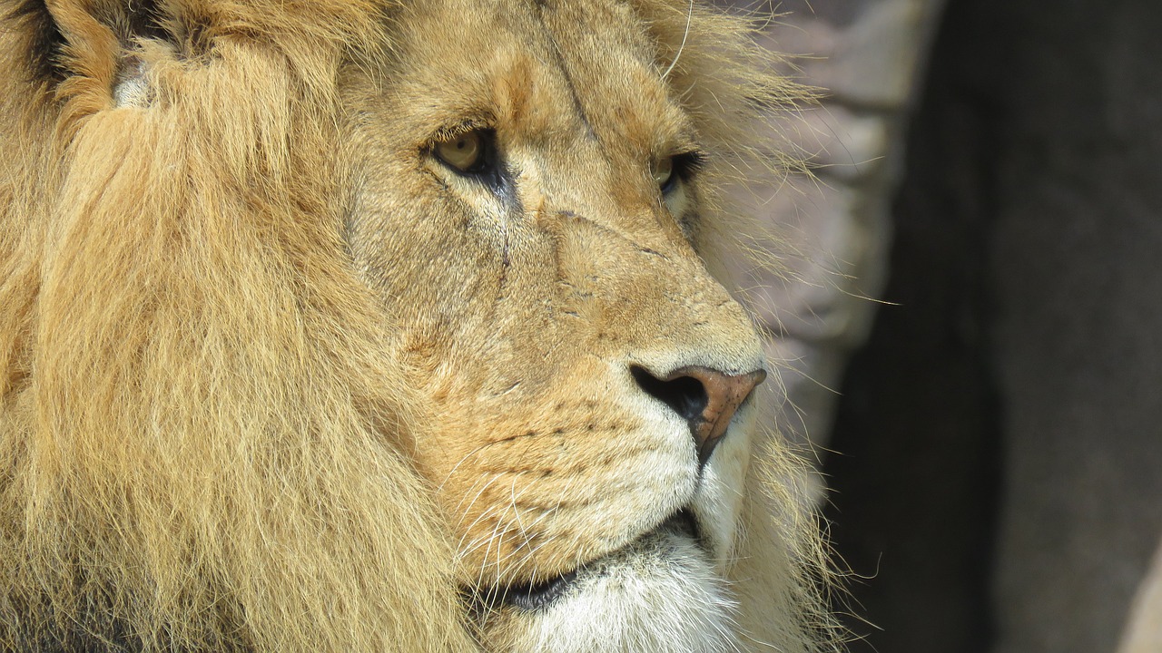 animal lion wildlife photograph free photo