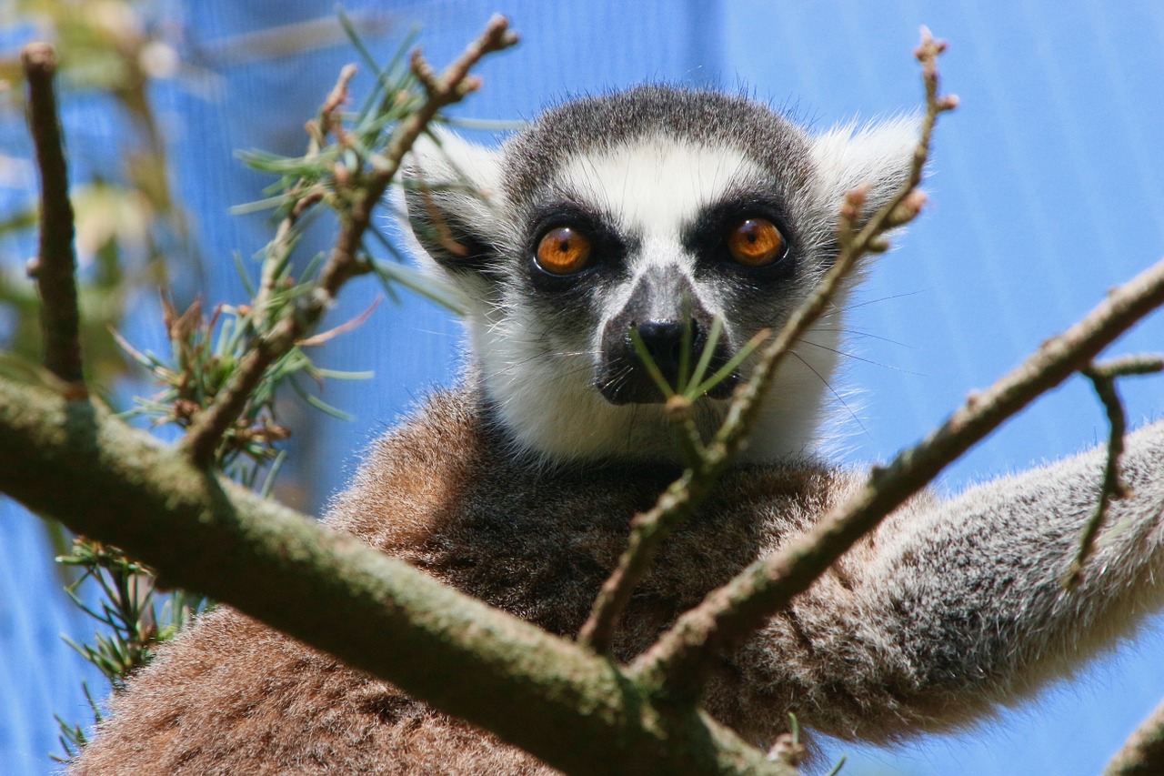 animal planckendael zoo free photo