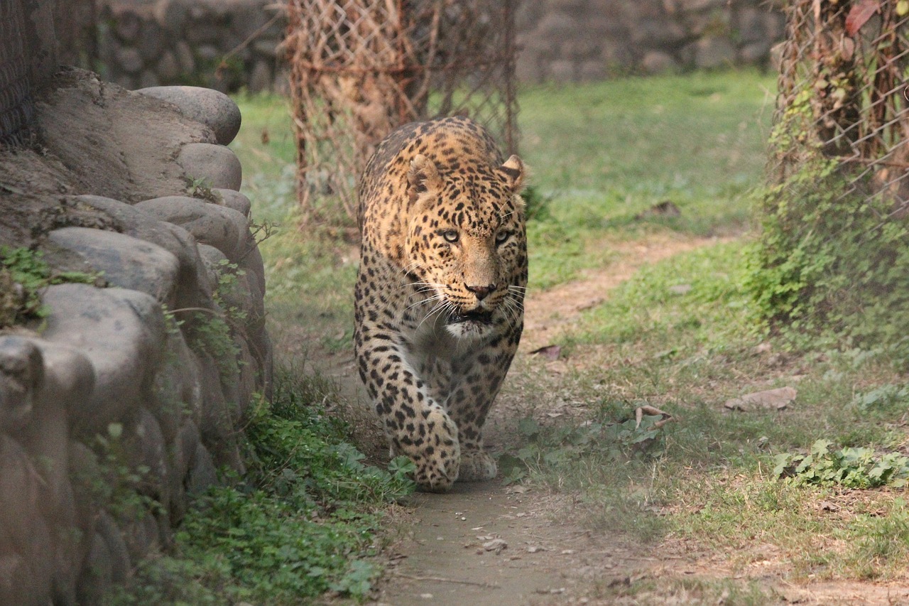 animal leopard wildlife free photo