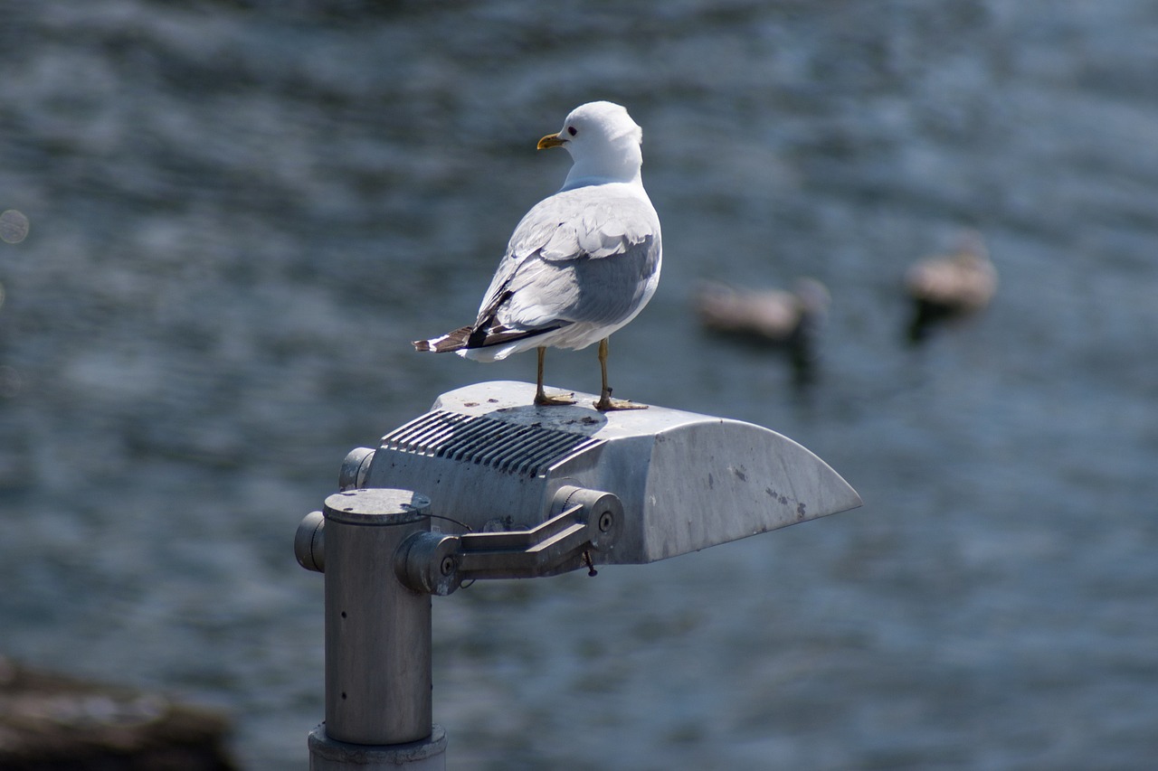 animal seagull bird free photo