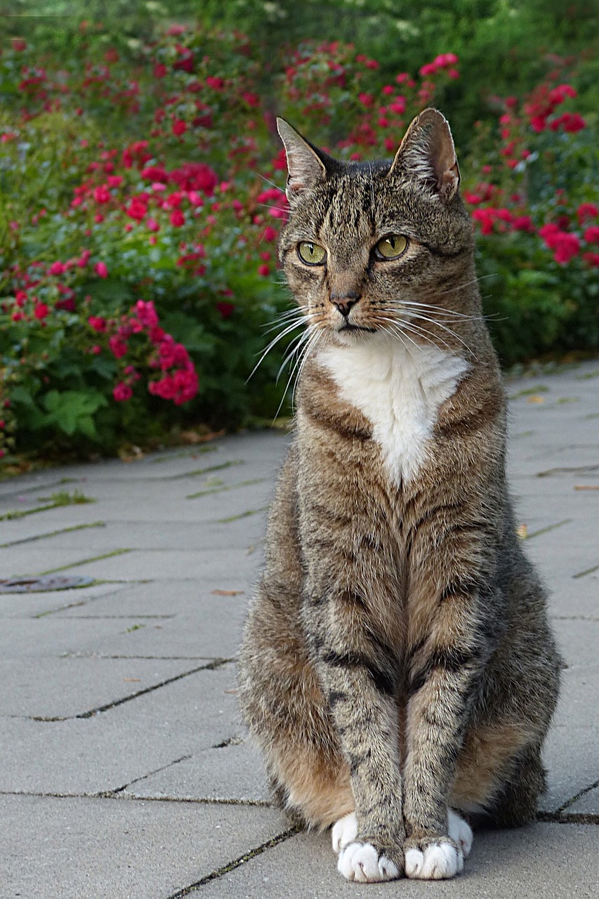 animal cat domestic cat free photo