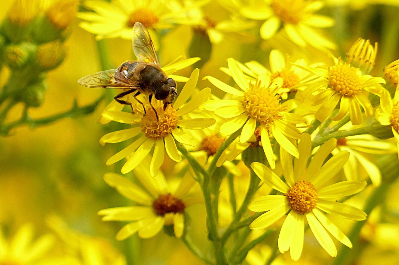 animal insect bee free photo