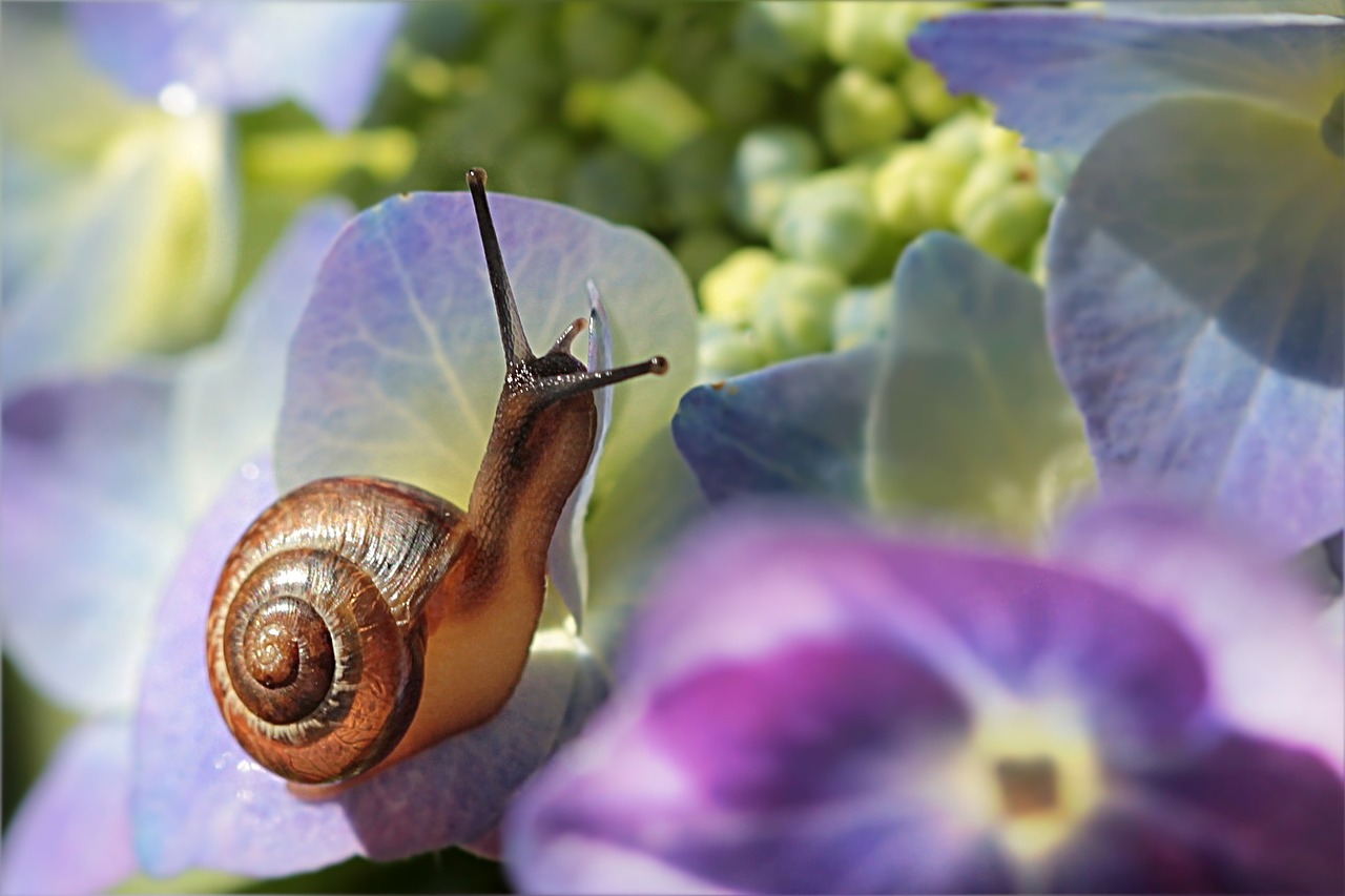 animal mollusk snail free photo