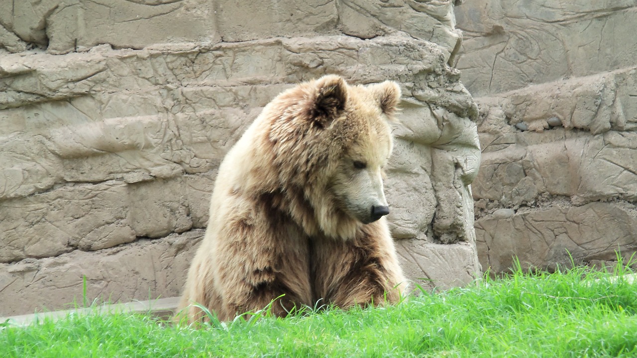 animal bear brown bear free photo