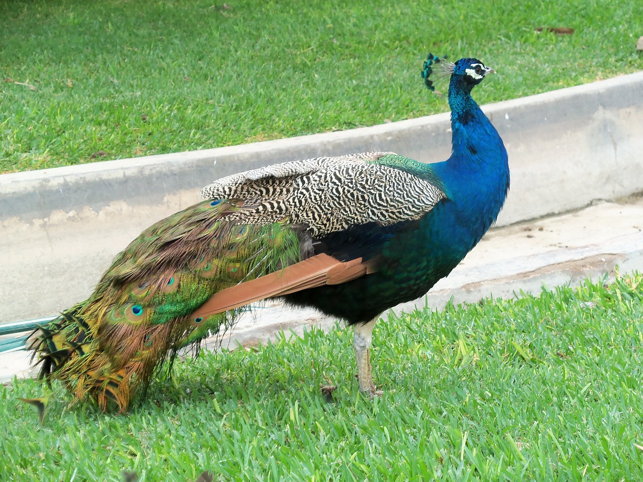 animal ave peacock free photo