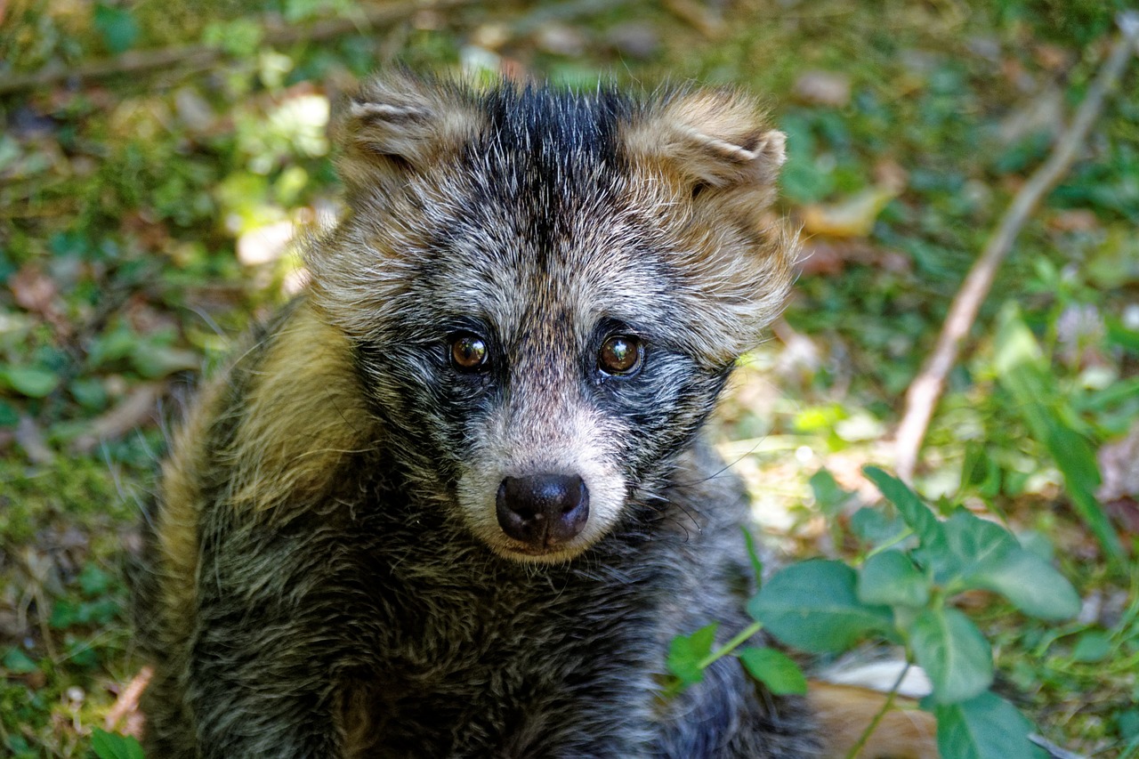 animal marten raccoon dog free photo
